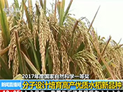 【新闻直播间】2017年度国家自然科学一等奖：分子设计培育高产优质水稻新品种
