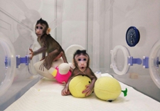 非人灵长类模型与脑连接图谱研究