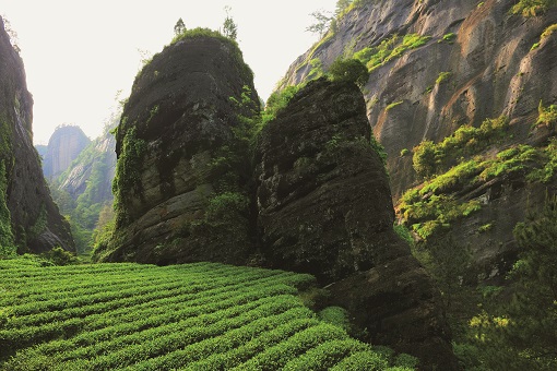 武夷山世界生物圈保护区