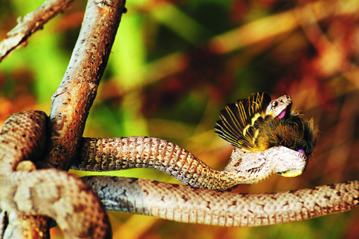 蛇岛-老铁山世界生物圈保护区