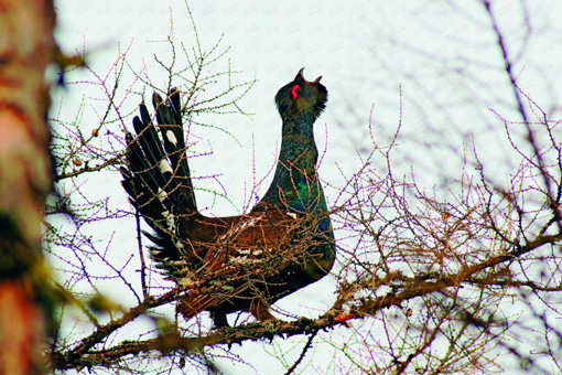 汗马世界生物圈保护区