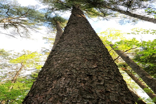 丰林世界生物圈保护区