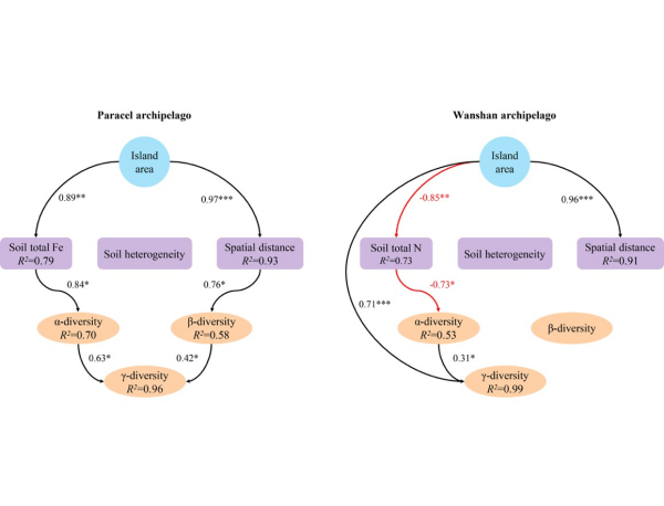 图2. 两组岛屿面积如何影响γ多样性的结构方程模型。