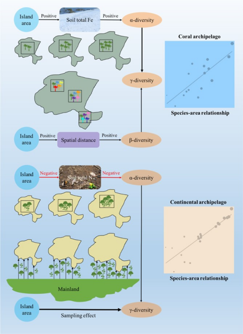图3. 热带珊瑚岛和热带大陆性海岛具有不同的物种多样性维持机制。