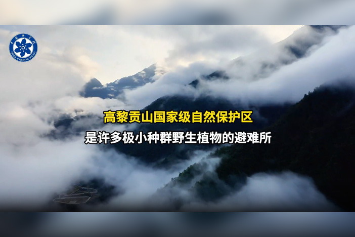 高黎贡山极小种群野生植物的“重生”之路