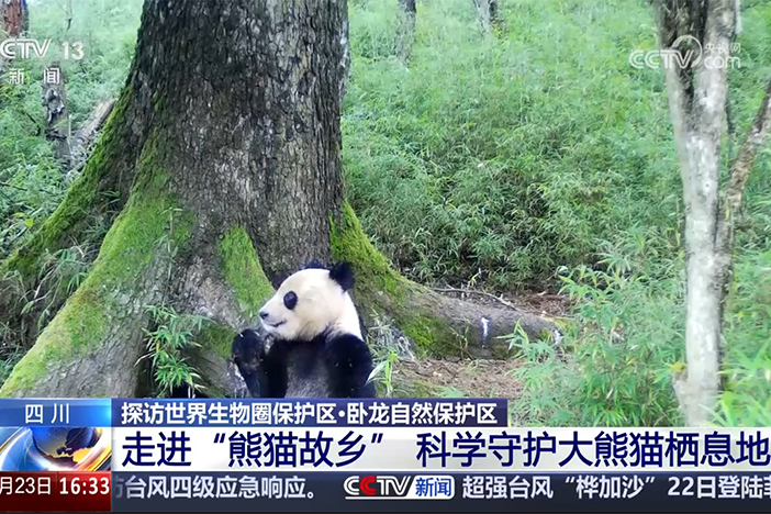 【新闻直播间】探访世界生物圈保护区·卧龙自然保护区 走进“熊猫故乡”科学守护大熊猫栖息地